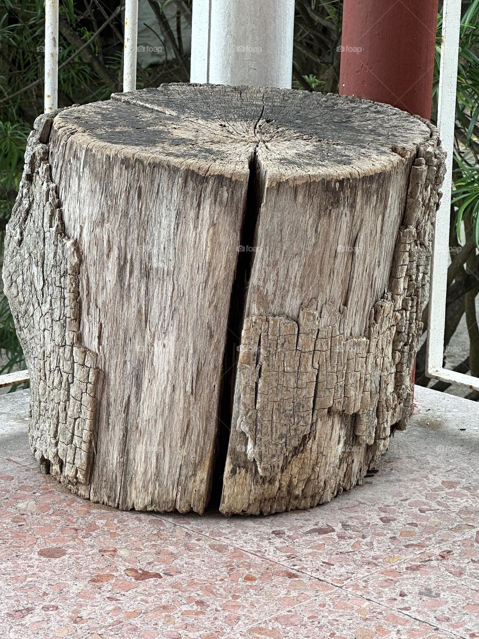 old tree turned into a chair