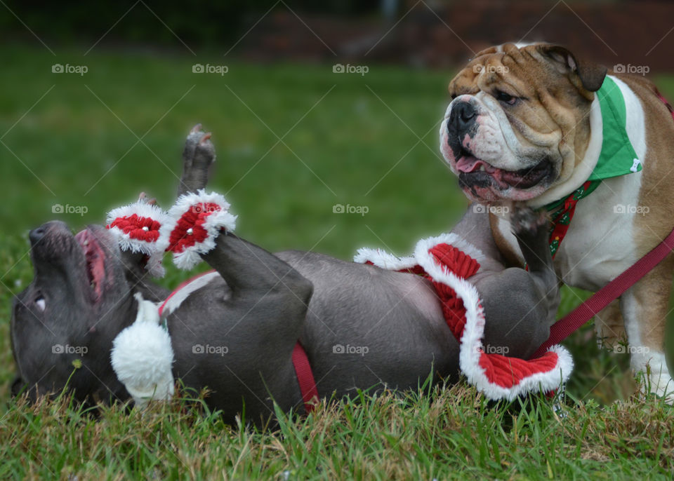 Holiday Puppy Play