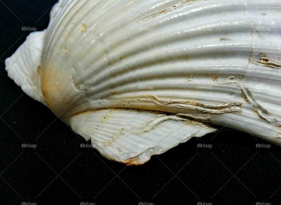 close up of seashell