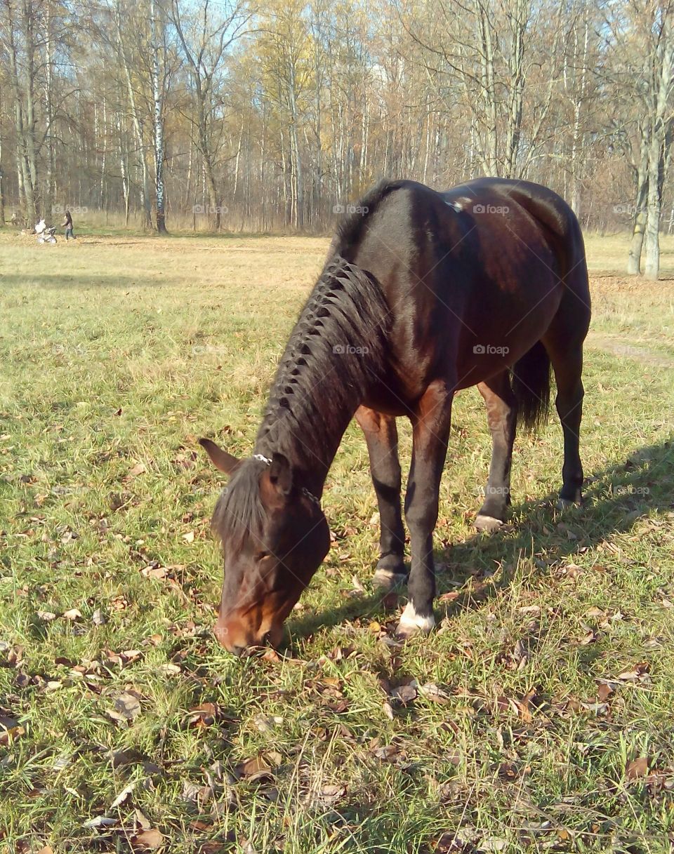 Mammal, Cavalry, Farm, Pasture, Mare