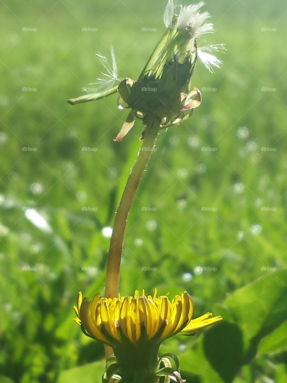 Dandelion Generations