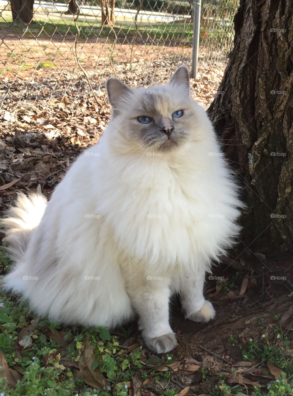 Portrait of white fluffy cat