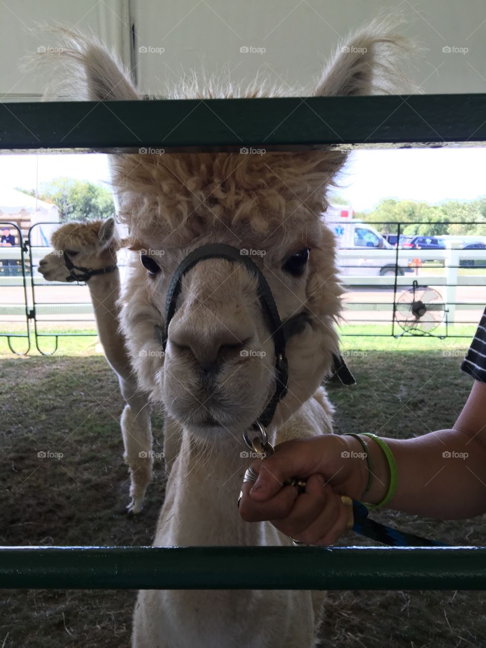 Alpaca