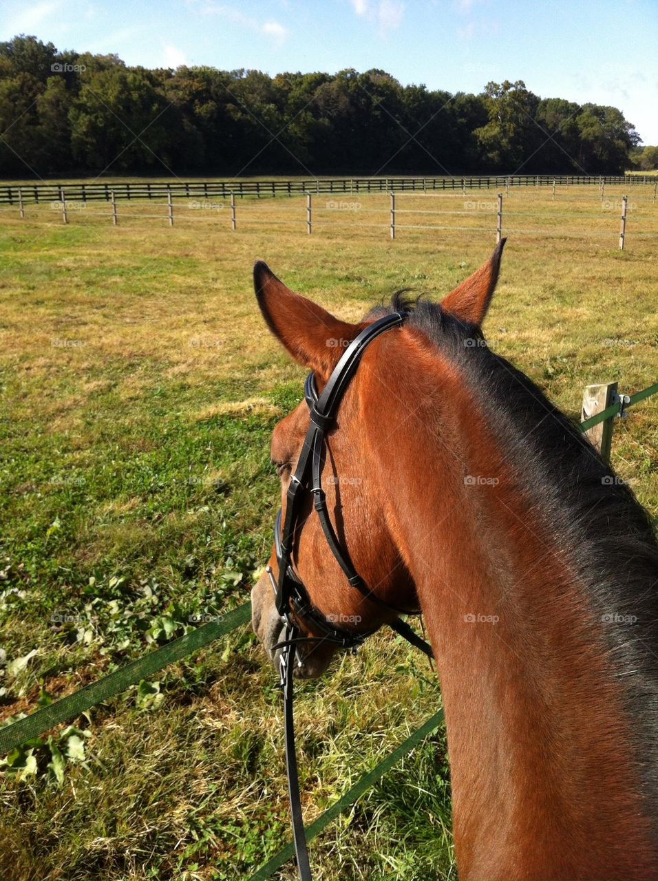 Riding a beautiful bay gelding horse around the farm on a warm day looking at the hayfield