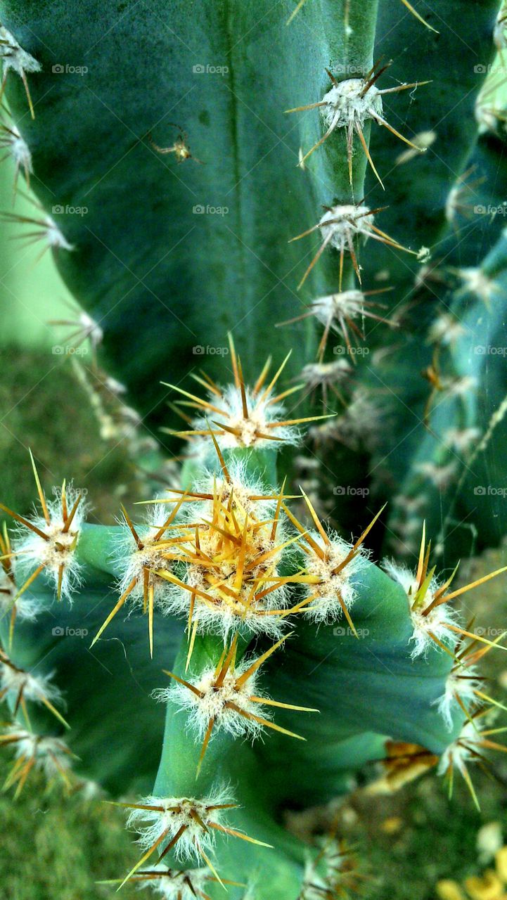 thorns cactus in details. shot in my garden