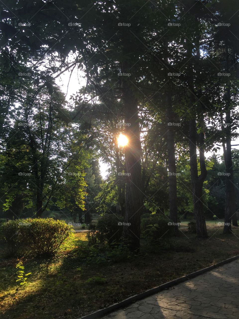 Early sunrise through trees in forest park