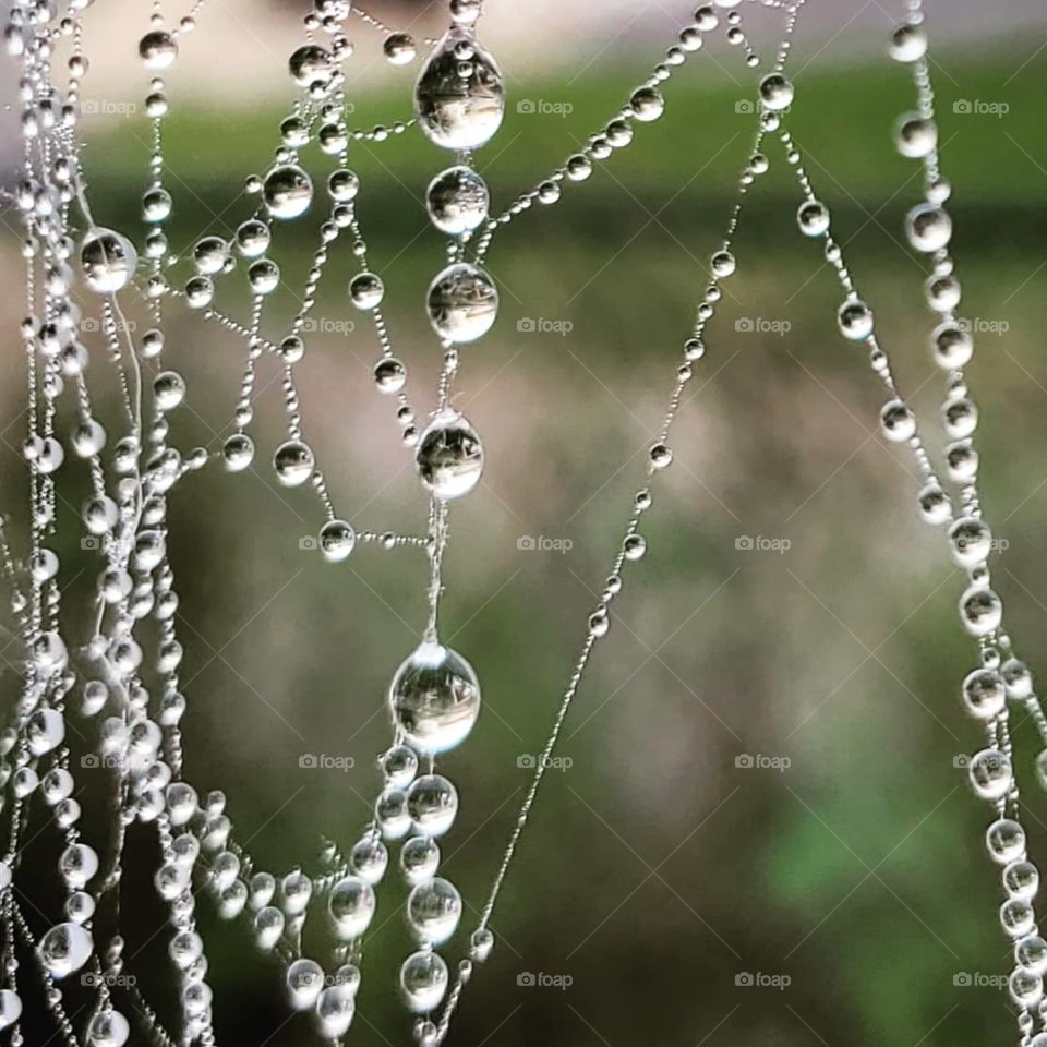 Closeup of dew on an early morning spiderweb