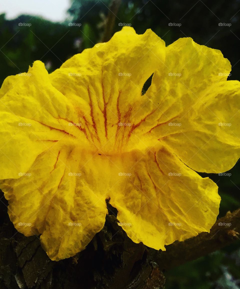 Ype / ipê - 🇺🇸 Very beautiful yellow flowers to brighten our day.  Live nature and its beauty. Did you like the delicate petals? / 🇧🇷 Flores amarelas muito bonitas para alegrar nosso dia. Viva a natureza e sua beleza. Gostaram das pétalas delicadas? 