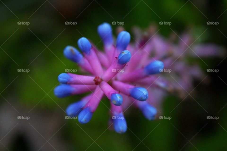 Pink and purple bloom