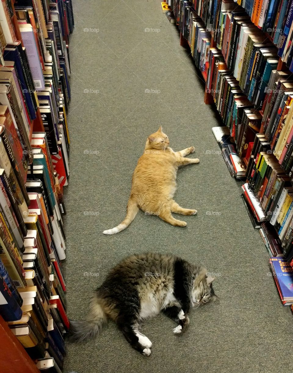 Cats & Books