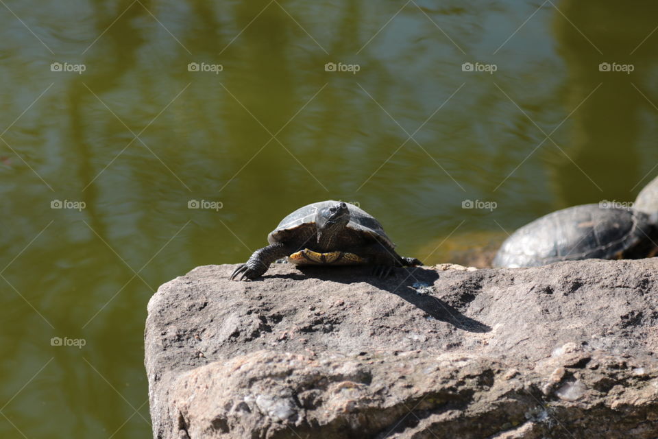 Water, Nature, River, No Person, Lake