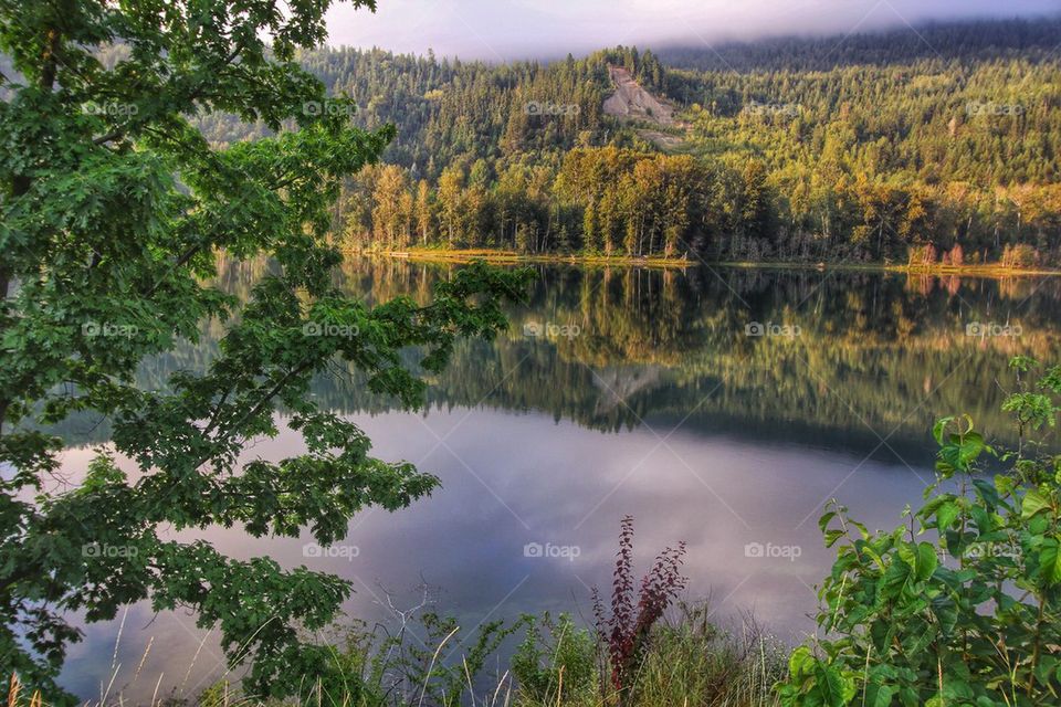 Scenics view of trees