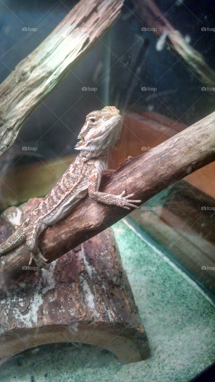 Posiden. a bearded dragon