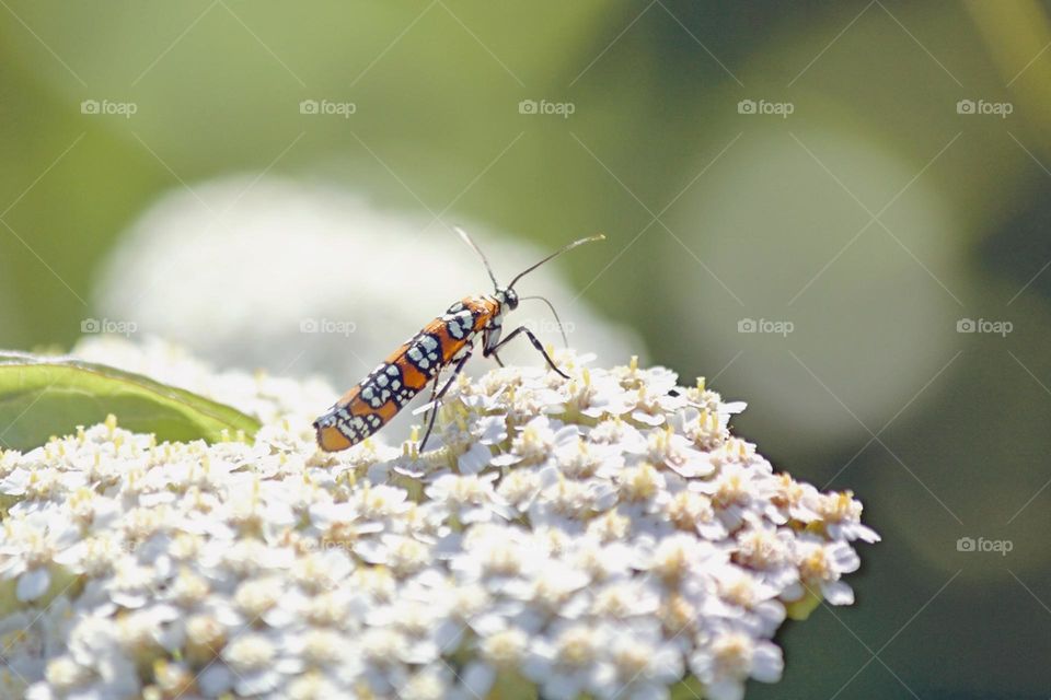 Closeup of a Ailanthus webworm moth 