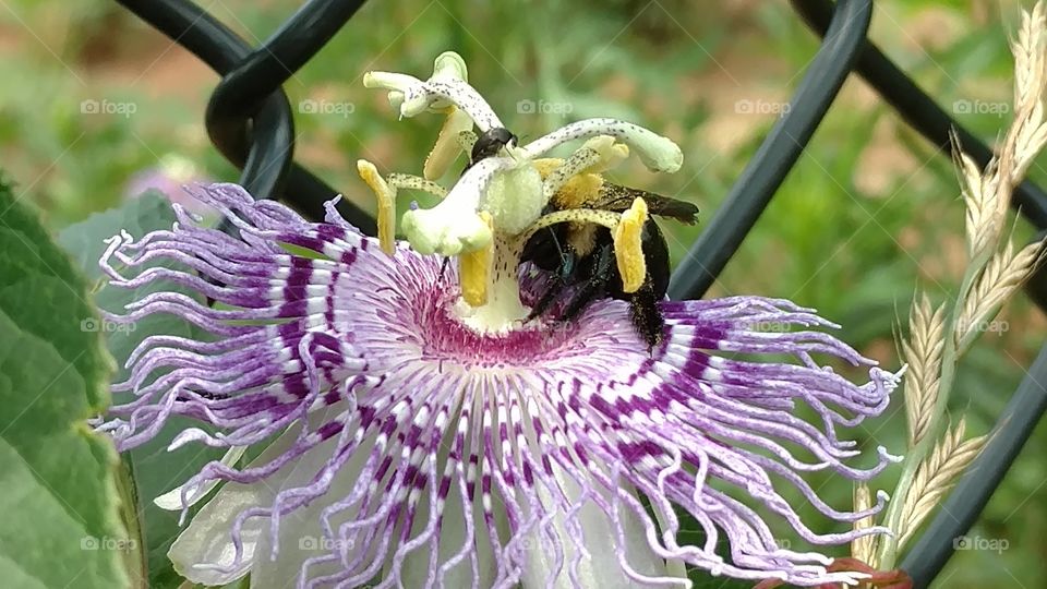 purple passion flower