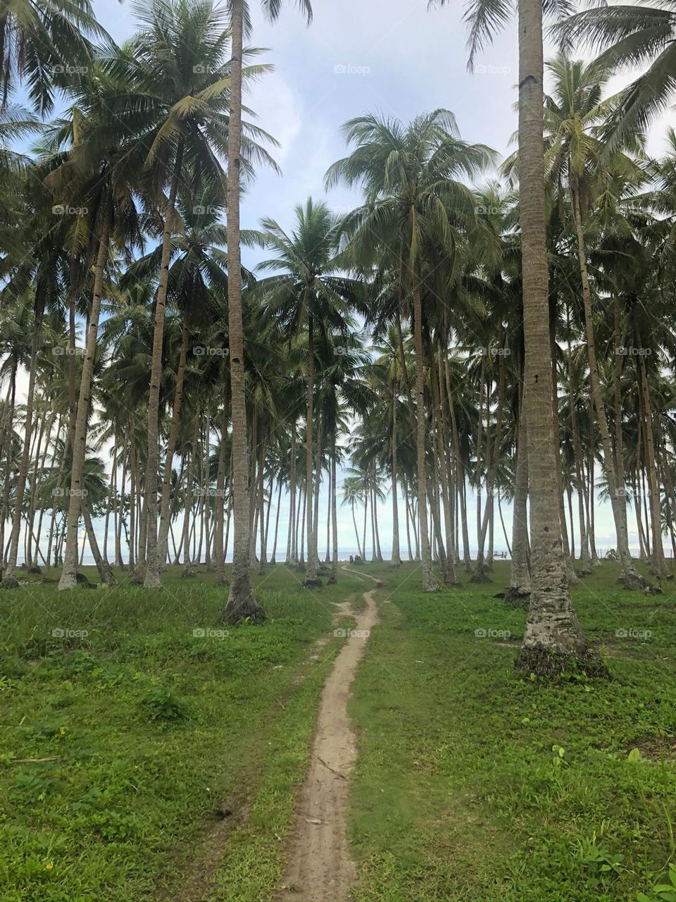 A path to the beach through the forest