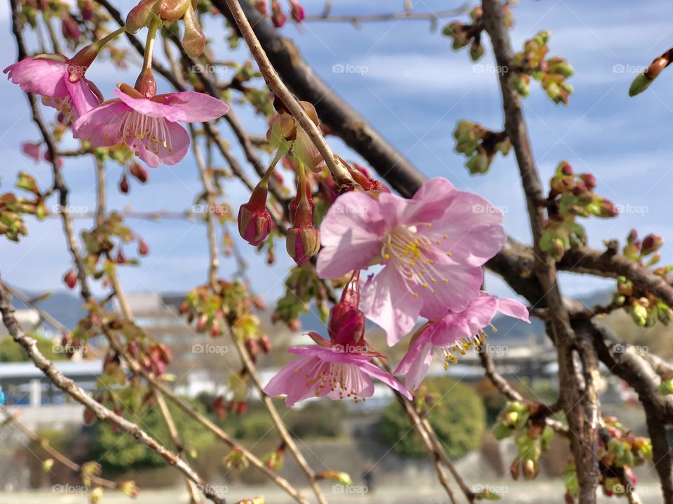 Pink cherry blossom blooming 