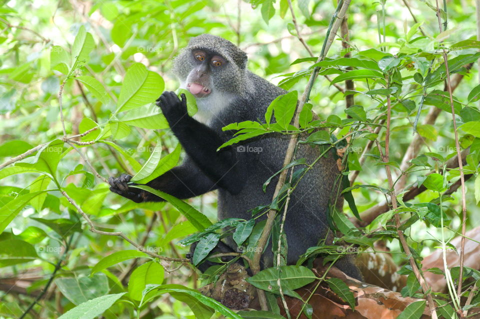 Blue monkey in the forest on Zanzibar