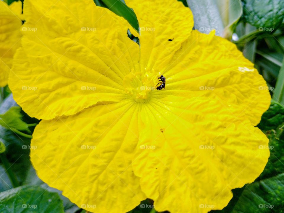 a small bee sit on the flower head