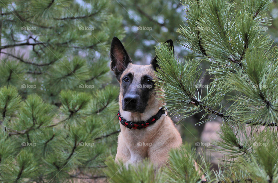 Spring portrait