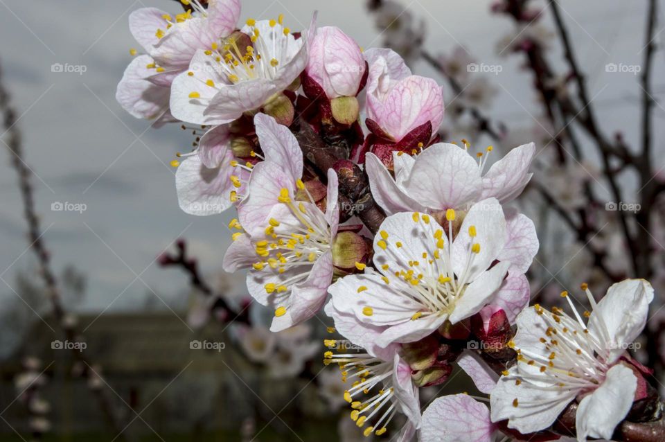 Branch of a blossoming apricot.