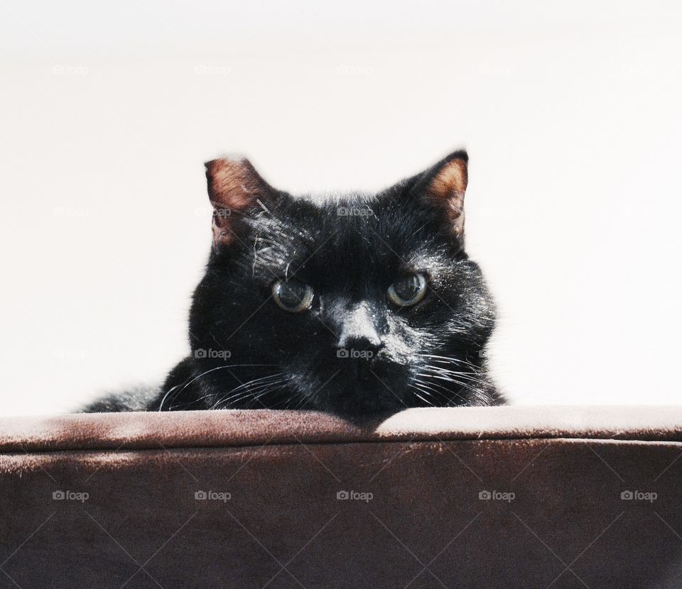 Black cat with silly hair in the sunlight. 