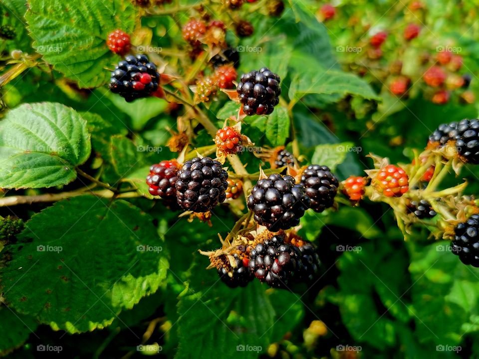 Natural Roadside  blackberries