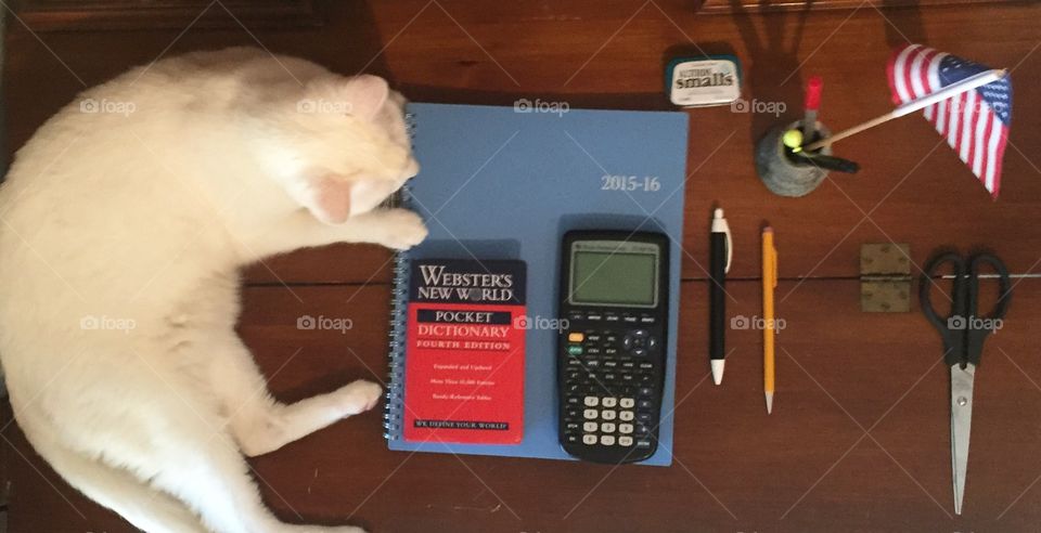 Cat on the desk. Snowy often enjoys sitting on the left side of the desk while I work.