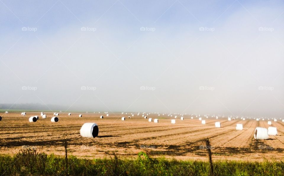 Rolled hay