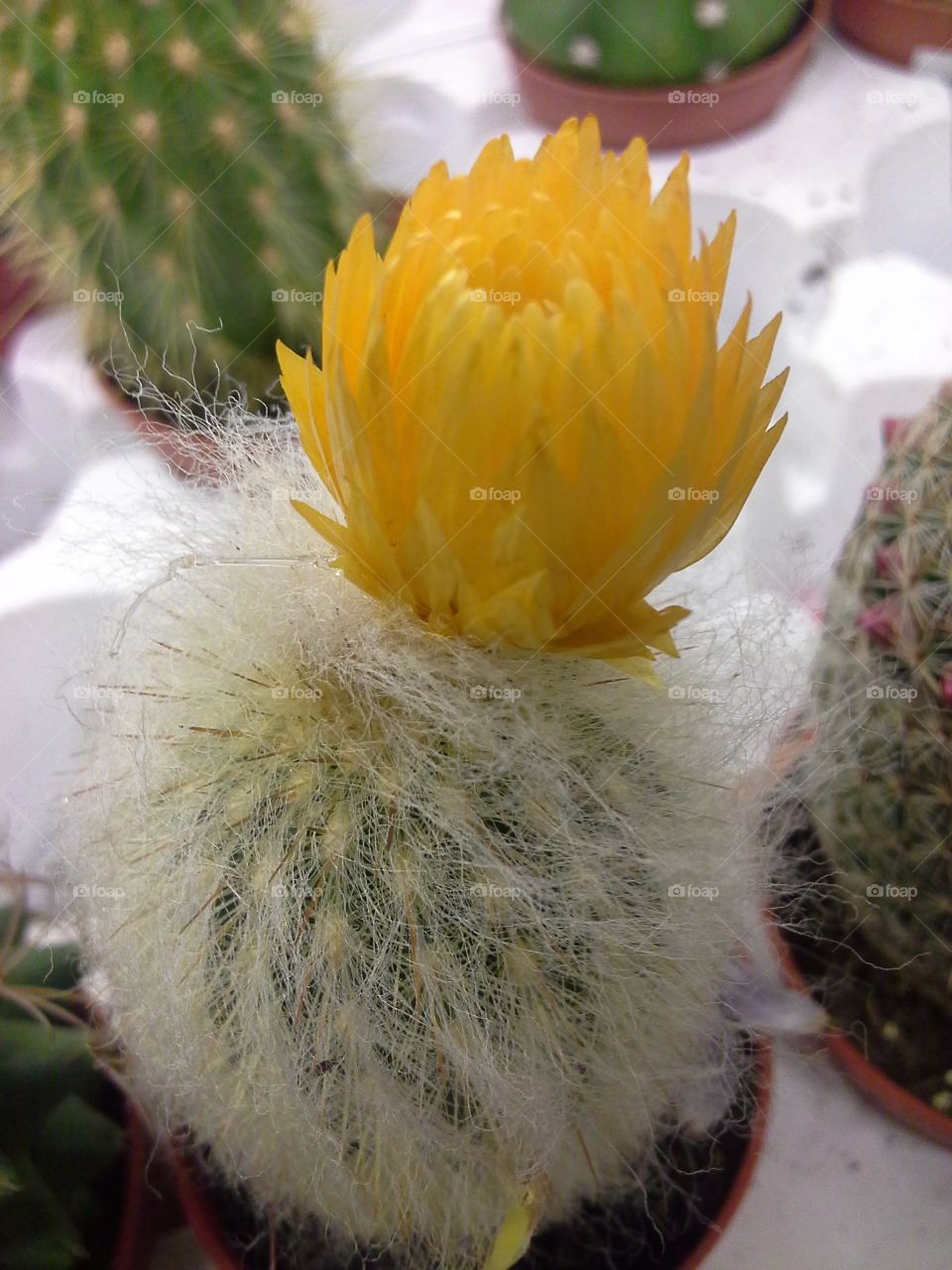 Cactus.. The cactus blooms. He has a yellow flower.