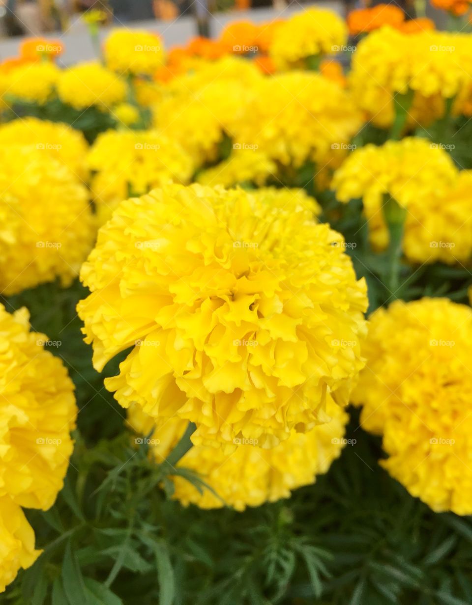 Marigold