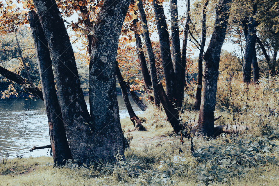 Trees by a river in early fall. 