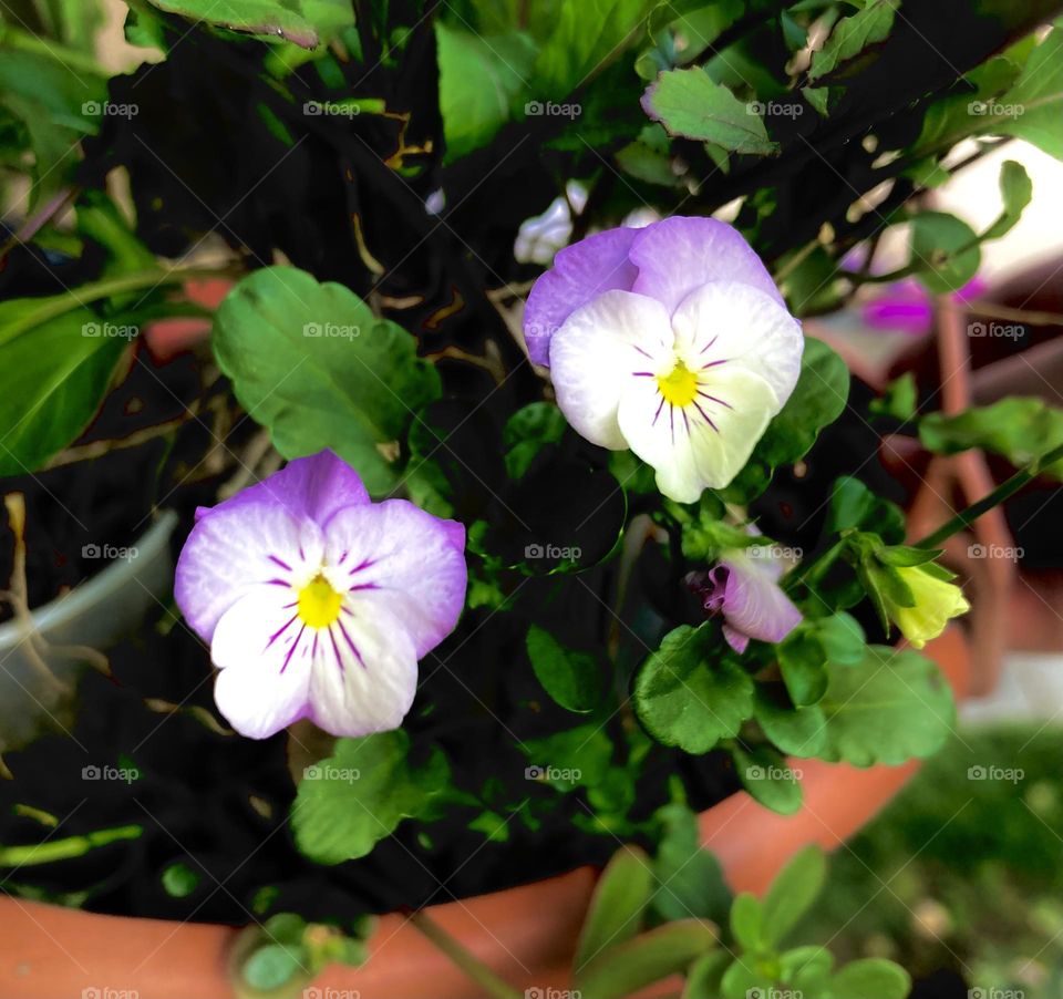 🌹 🇺🇸 Very beautiful flowers to brighten our day.  Live nature and its beauty. Did you like the delicate petals? / 🇧🇷 Flores muito bonitas para alegrar nosso dia. Viva a natureza e sua beleza. Gostaram das pétalas delicadas? 