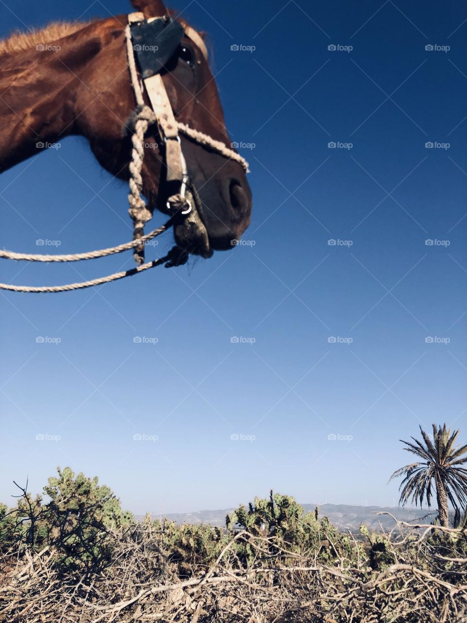 Beautiful horse looking at camera 