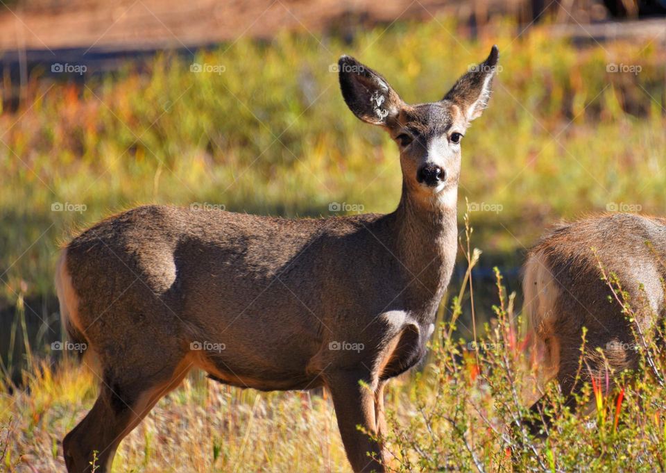 rocky mountain deer hunting
