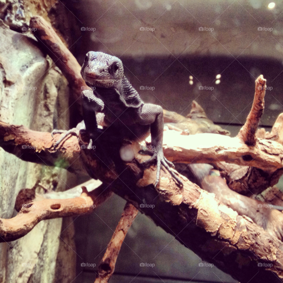 chicago nature wood tree by proxyuid