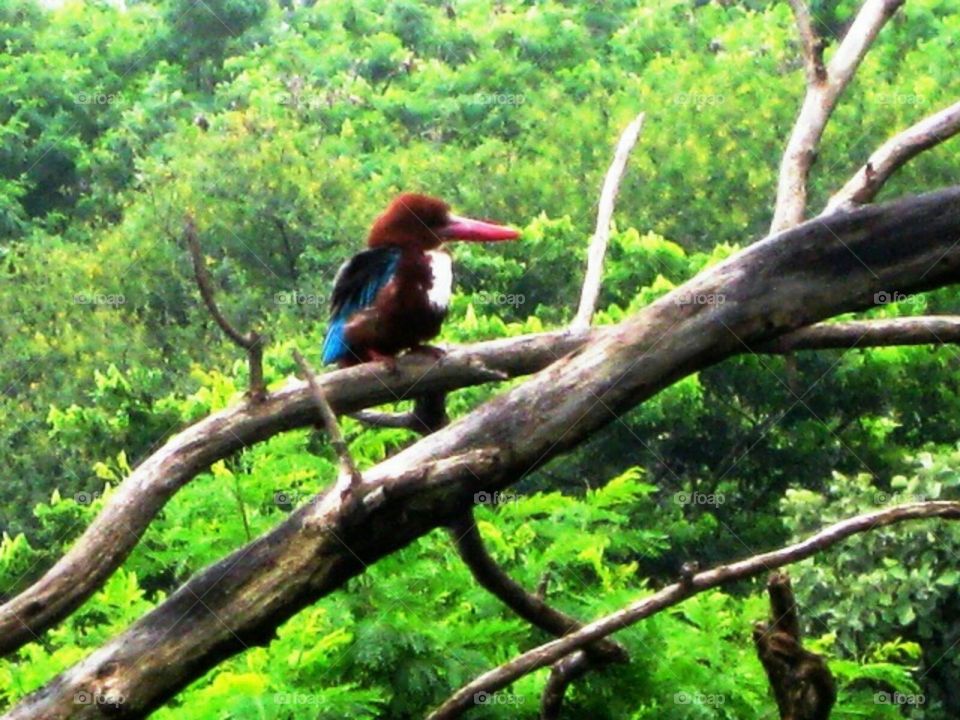 Kingfisher -- Color shades of Kingfisher