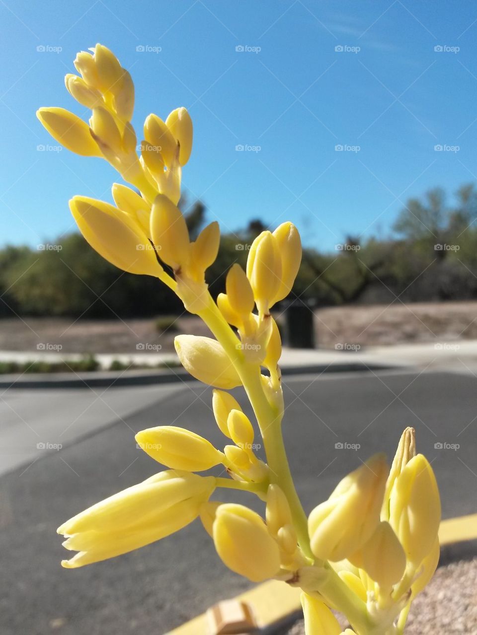 Yellow Yucca Plant