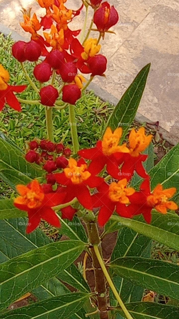 milkweed attracts butterflies