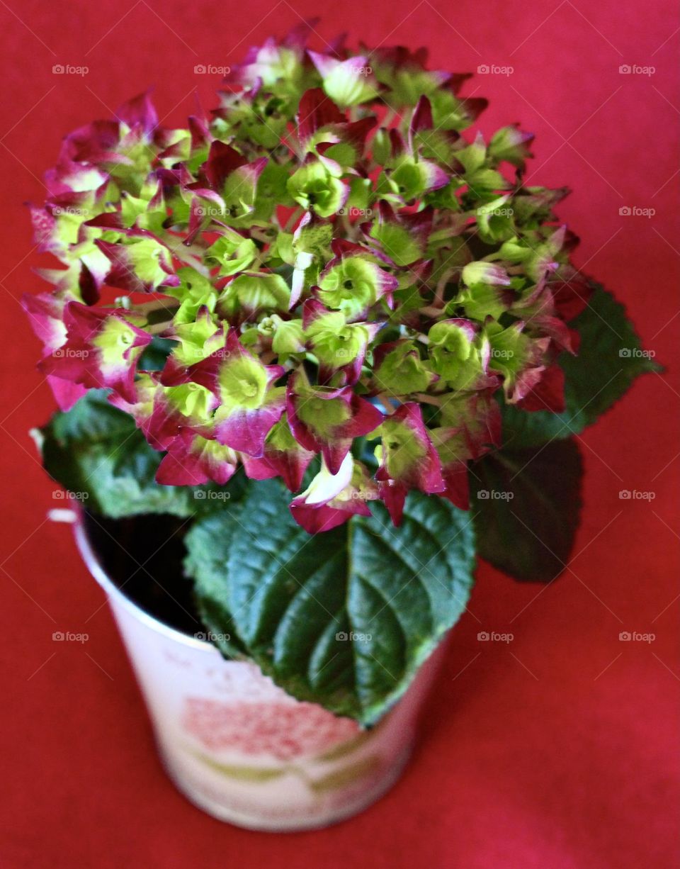 Little hortensia in a bucket