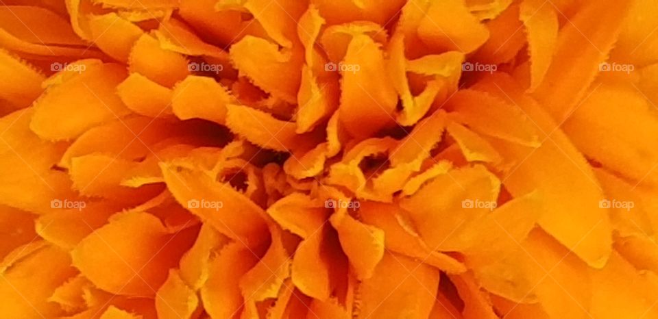 Orange Flower of Fire.