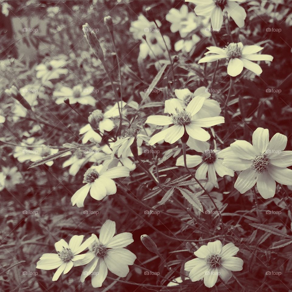 Flower background. Tinted flowers