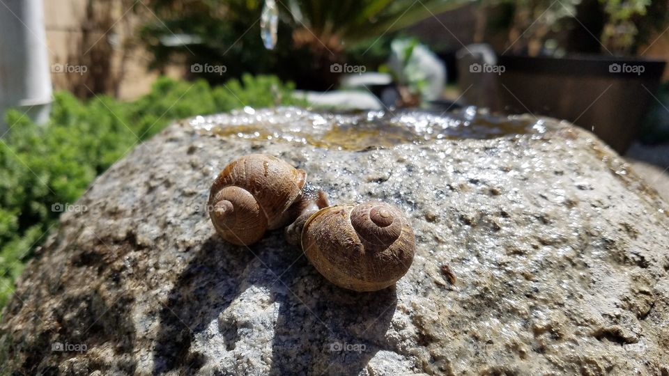 Snails mating