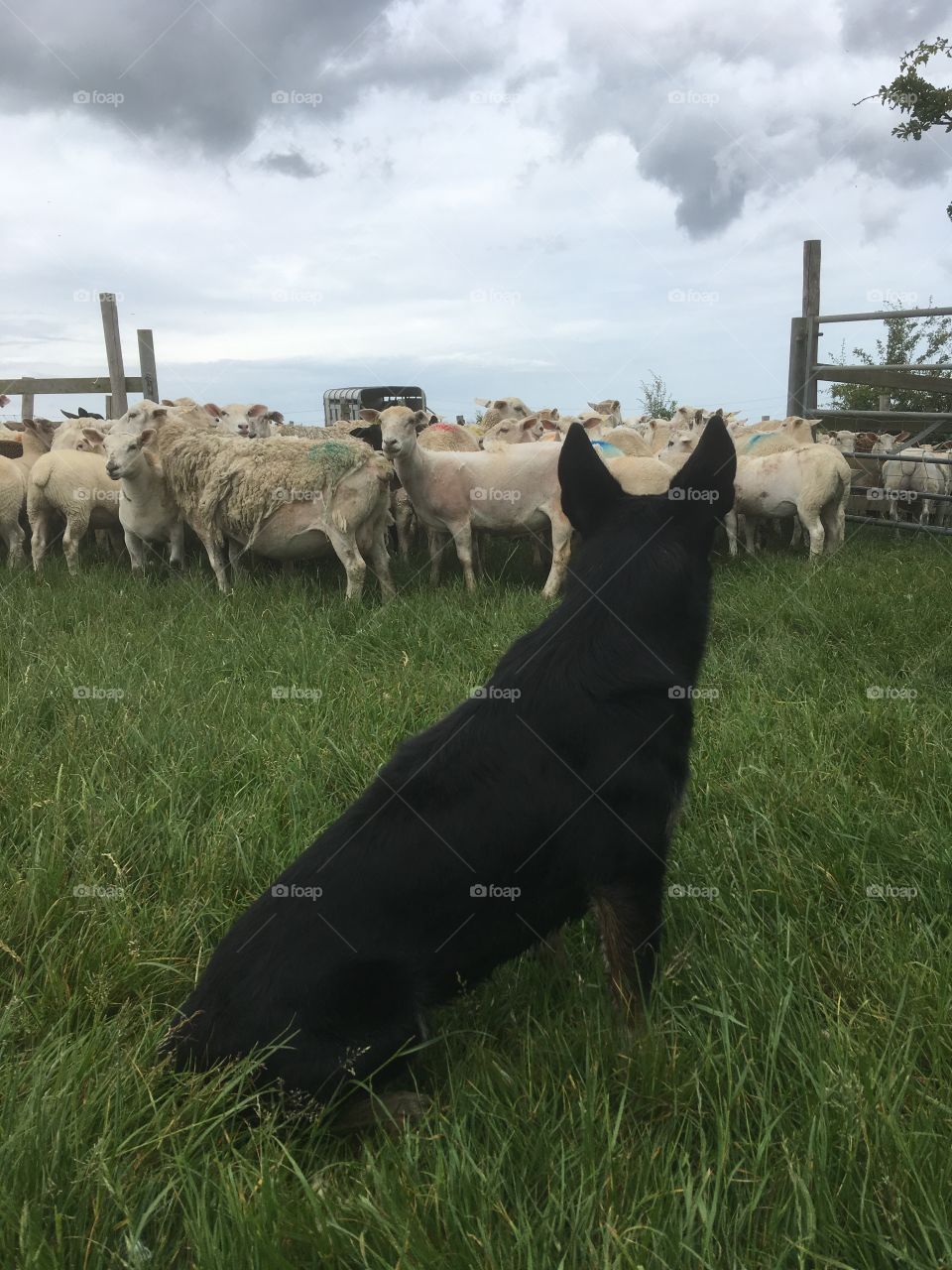 Kelpie keeping sheep in. Back view, grey skies. And grass.