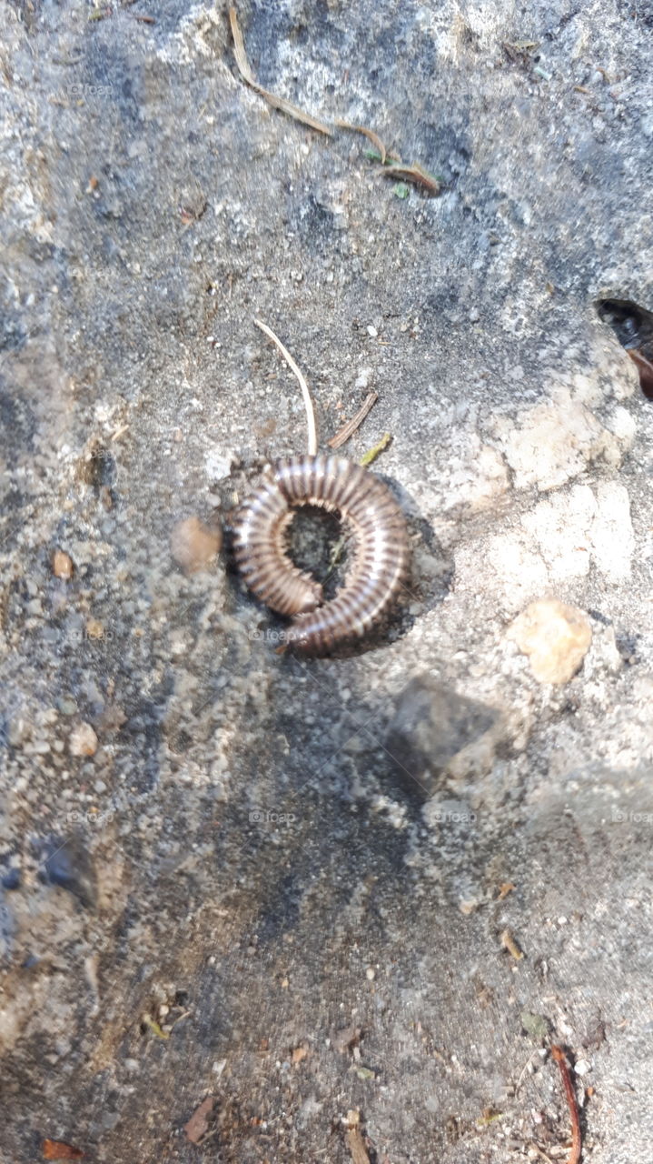 Top Down View of Cracked Millipede Shell on Ashphalt