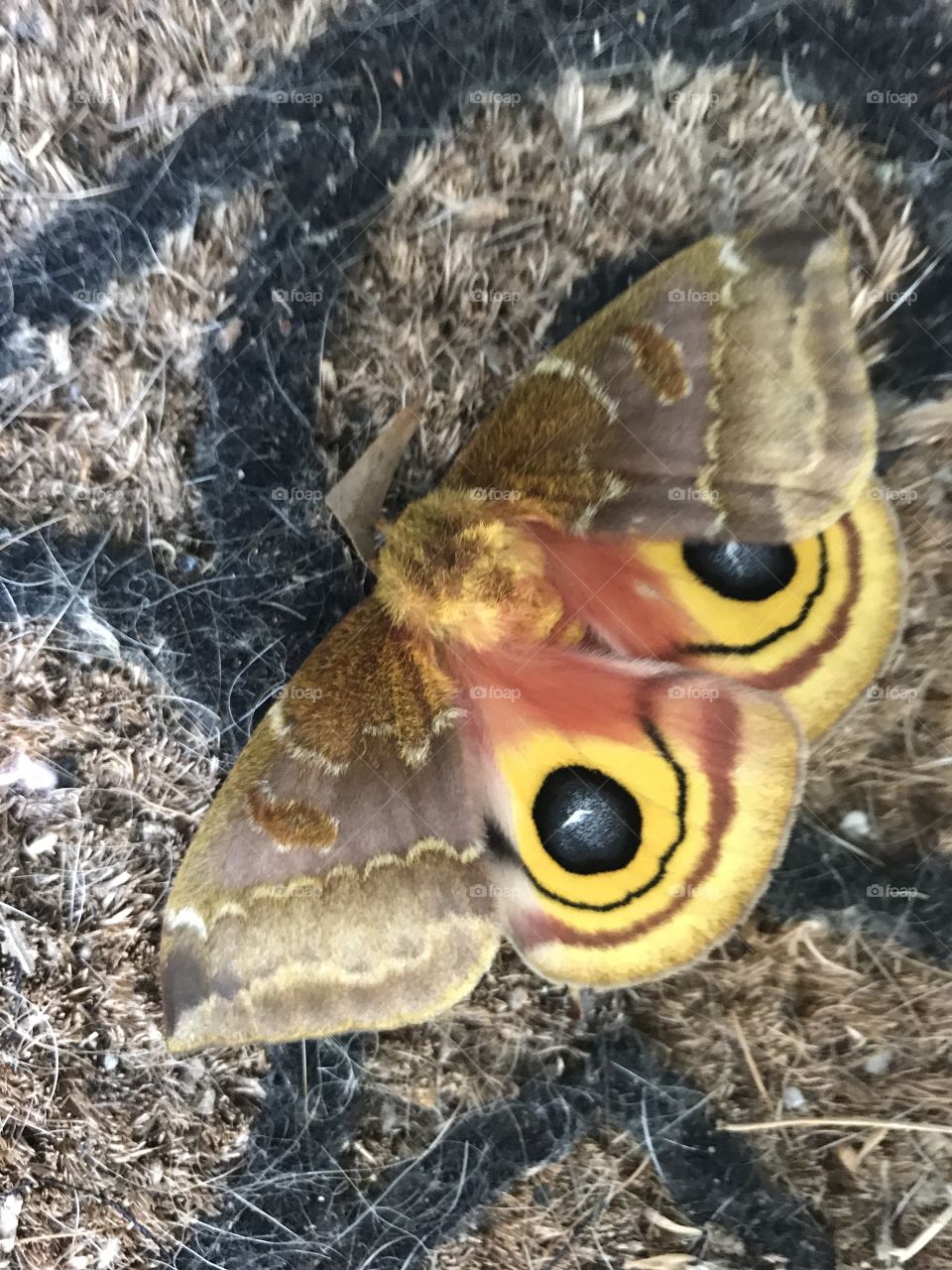 Summer moth