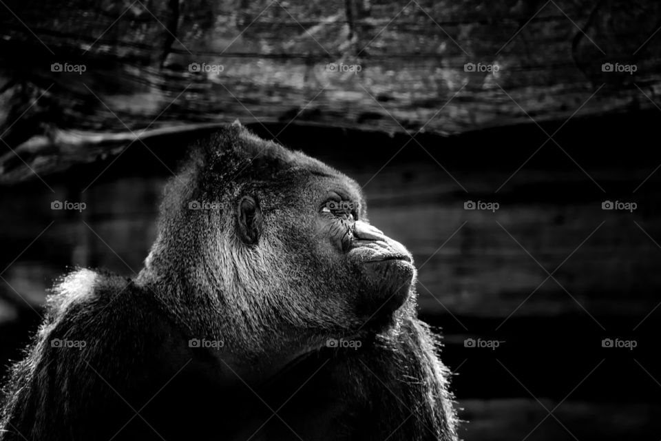 Gorilla portrait 