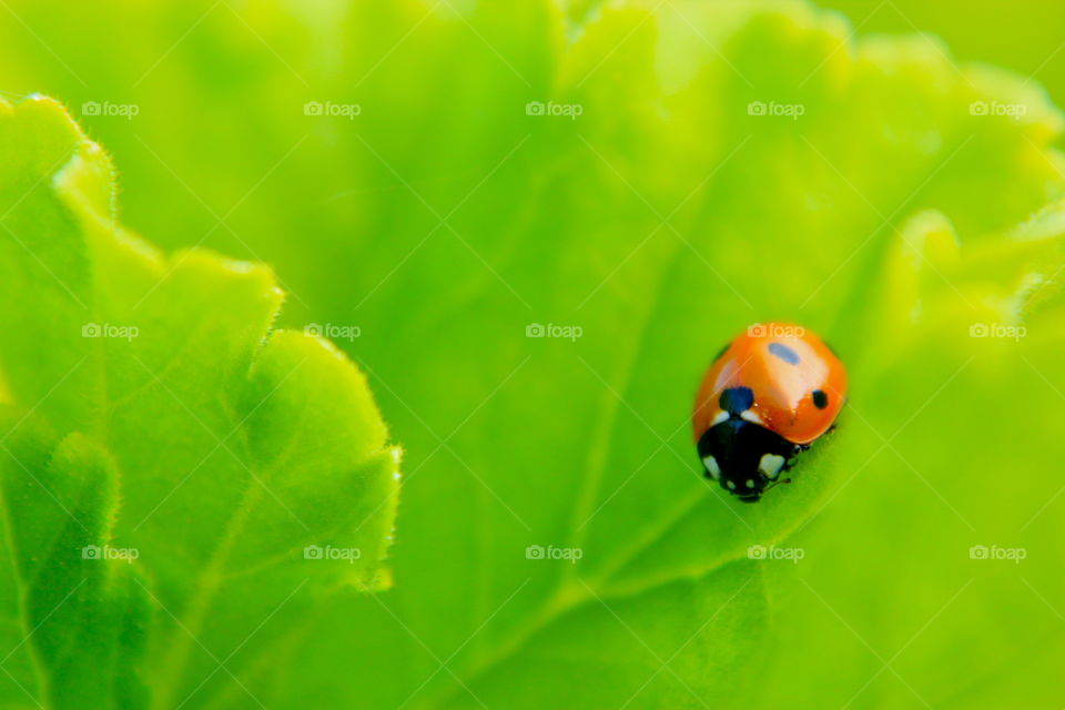 Ladybug close up on leaf