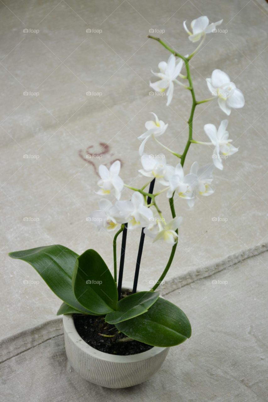 beautiful white orchid