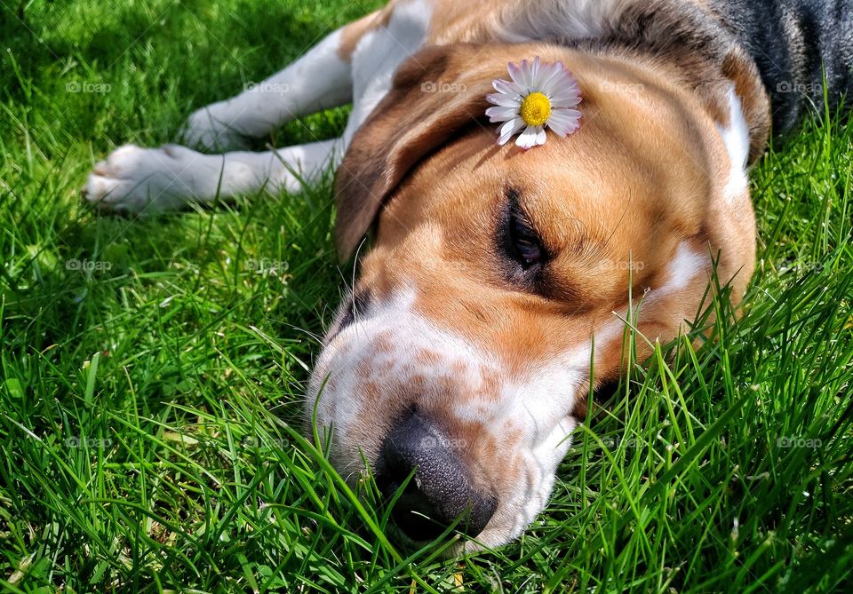 Beagle spring